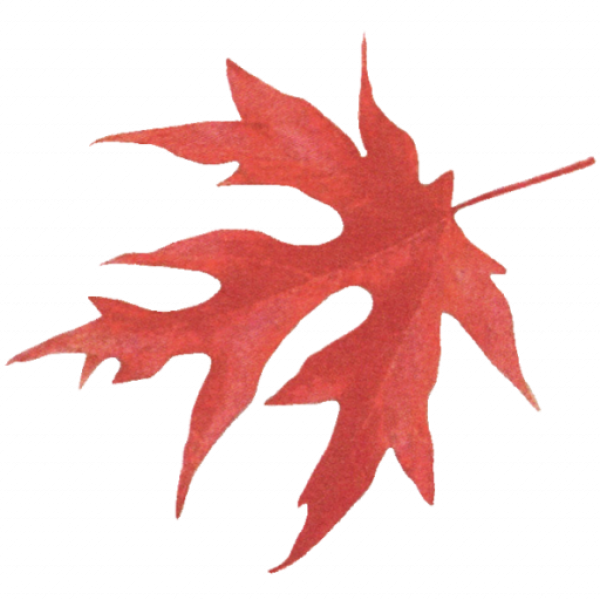cropped-Blatt.png